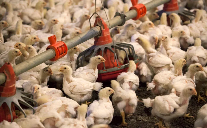 Confirmaron el primer caso de gripe aviar en aves de corral y el Gobierno suspendiÃ³ las exportaciones
