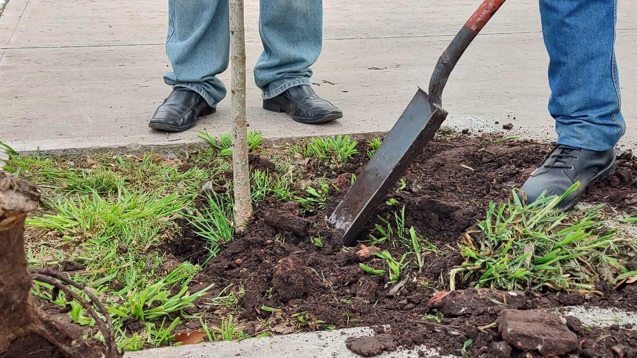 Medio Ambiente: avanza el Plan de ReforestaciÃ³n